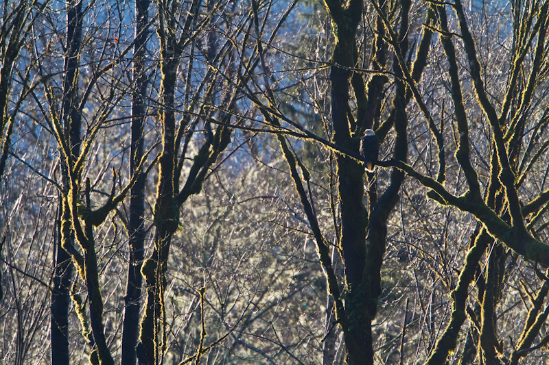 Bald Eagle In Tree